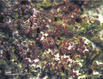 Eifel Mineralien Stolberg Münsterbusch Cuprit