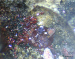 Eifel Mineralien Stolberg Münsterbusch Cuprit