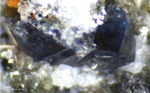 Österreich Mineralien Rauris Lohninger Bruch Anatas