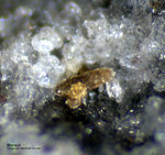 Eifel Mineralien Bellerberg Monazit-Ce
