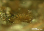 Eifel Mineralien Bellerberg Phlogopit