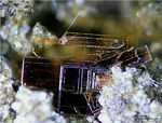 Eifel Mineralien Bellerberg Phlogopit