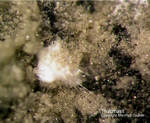 Eifel Mineralien Bellerberg Thaumasit