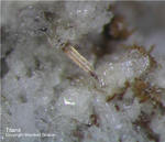 Eifel Mineralien Bellerberg Titanit