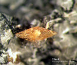 Eifel Mineralien Bellerberg Titanit