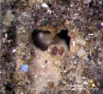 Eifel Mineralien Emmelberg Roedderit