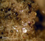 Eifel Mineralien Emmelberg Roedderit