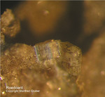 Eifel Mineralien Emmelberg Roedderit