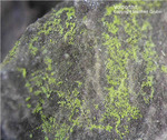 Eifel Mineralien Emmelberg Volborthit