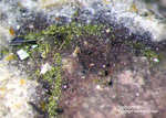 Eifel Mineralien Emmelberg Volborthit