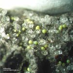 Eifel Mineralien Emmelberg Volborthit