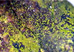 Eifel Mineralien Emmelberg Volborthit