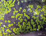 Eifel Mineralien Emmelberg Volborthit