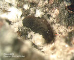 Eifel Mineralien Nickenicher Sattel Osumilith