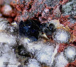 Eifel Mineralien Nickenicher Sattel Osumilith