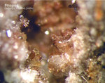 Eifel Mineralien Nickenicher Sattel Phlogopit