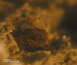 Eifel Mineralien Nickenicher Sattel Phlogopit