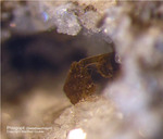 Eifel Mineralien Nickenicher Sattel Phlogopit