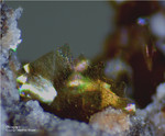 Eifel Mineralien Nickenicher Sattel Phlogopit