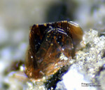 Eifel Mineralien Nickenicher Sattel Phlogopit