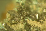 Mineralien Taunus Bad Ems Friedrichssegen Cerussit