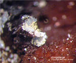 Mineralien Taunus Bad Ems Friedrichssegen Kongsbergit