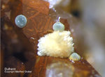 Tschechien Mineralien Teskov Dufrénit