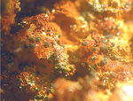Tschechien Mineralien Teskov Dufrénit