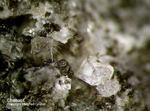 Eifel Mineralien Bellerberg Chabasit