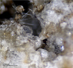 Eifel Mineralien Bellerberg Chabasit