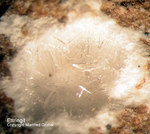Eifel Mineralien Bellerberg Ettringit