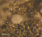 Eifel Mineralien Bellerberg Ettringit