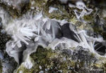 Eifel Mineralien Bellerberg Ettringit