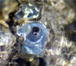 Eifel Mineralien Bellerberg Hauyn