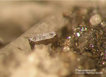 Eifel Mineralien Bellerberg Pseudobrookit