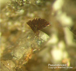 Eifel Mineralien Bellerberg Pseudobrookit