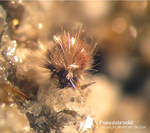 Eifel Mineralien Bellerberg Pseudobrookit