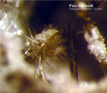 Eifel Mineralien Bellerberg Pseudobrookit