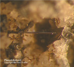 Eifel Mineralien Bellerberg Pseudobrookit