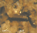 Eifel Mineralien Bellerberg Pseudobrookit