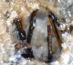 Eifel Mineralien Bellerberg Pseudobrookit