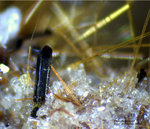 Eifel Mineralien Bellerberg Pseudobrookit
