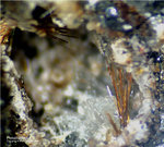 Eifel Mineralien Bellerberg Pseudobrookit