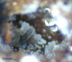 Eifel Mineralien Bellerberg Pseudobrookit