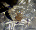 Eifel Mineralien Liley Löhley Lileyit 
