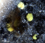 Eifel Mineralien Liley Volborthit