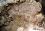 Eifel Mineralien Mendig Calcit