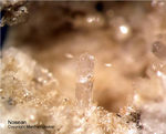 Eifel Mineralien Mendig Nosean