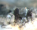 Eifel Mineralien Mendig Nosean