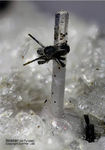 Eifel Mineralien Mendig Nosean